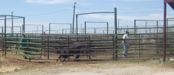 cattle in holding pens